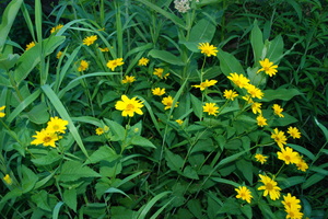 false sunflower - july 2010.jpg